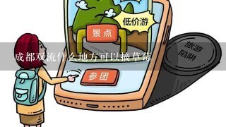 成都双流什么地方可以摘草莓